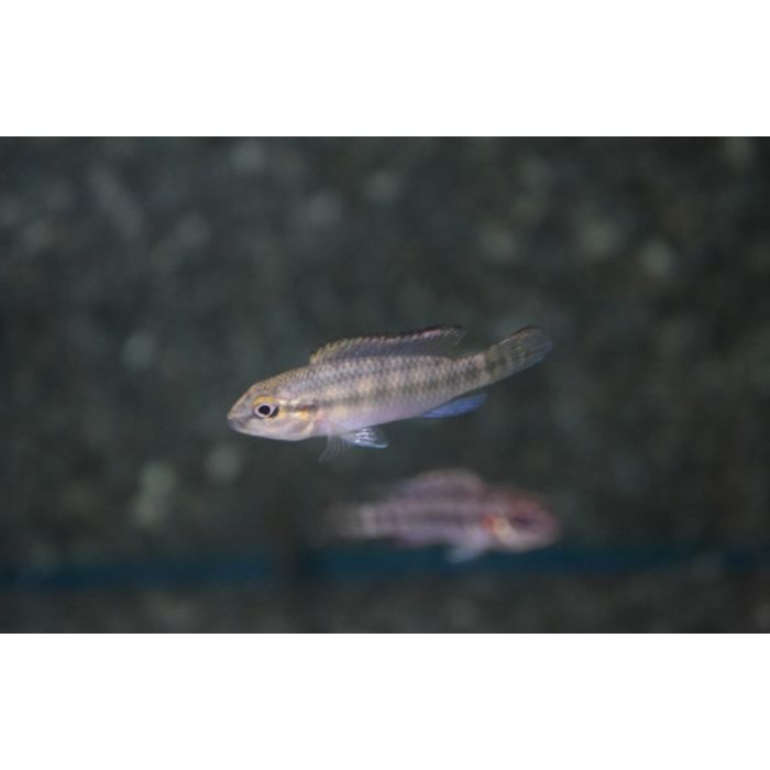 Parananochromis Caudifasciatus / Dwergcichlide Caudifasciatus