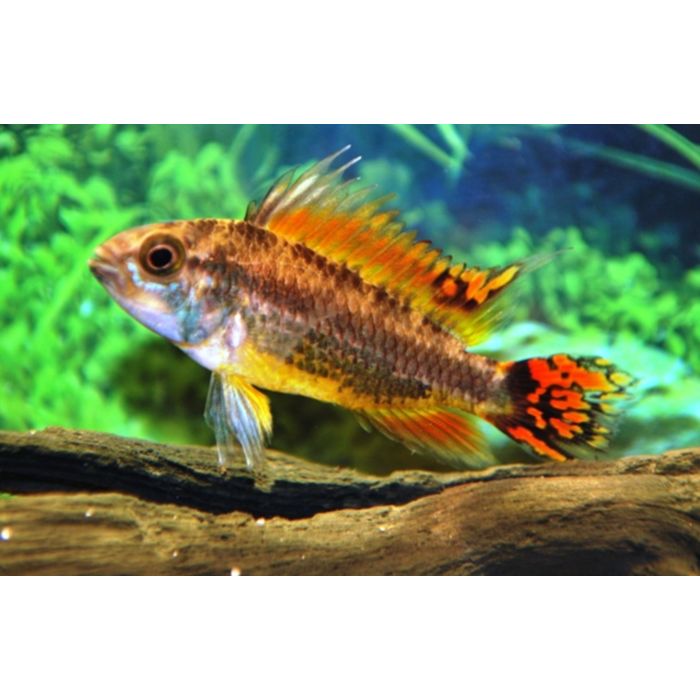 Apistogramma Cacatuoides Triple Red Select