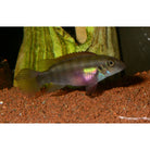 Pelvicachromis Rubrolabiatus