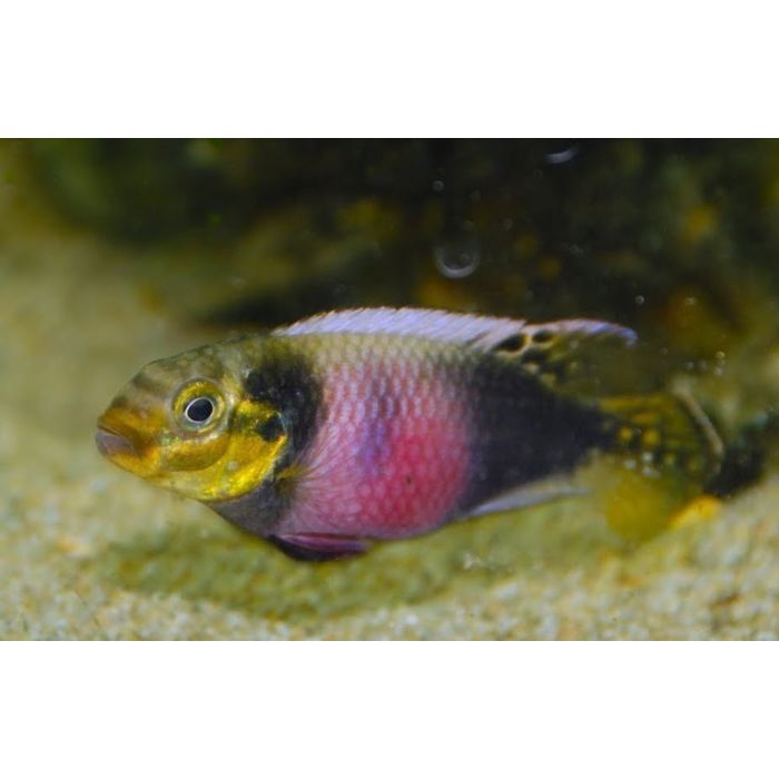Pelvicachromis Subocellatus Matadi / Kersebuik Cichlide