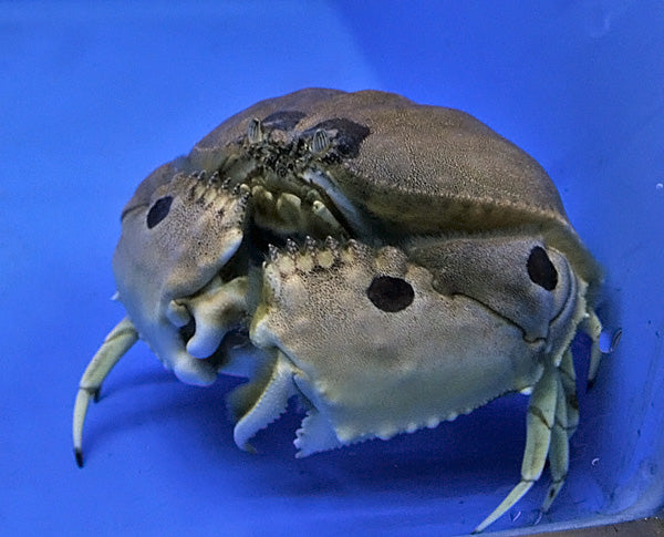Calappa spp. - Box crab
