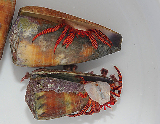 Ciliopagurus striatus - Haloween hermit crab