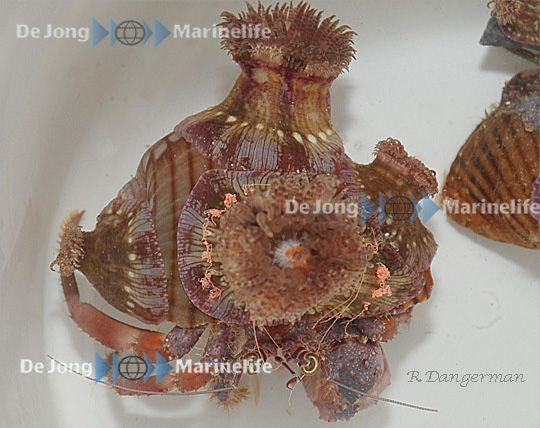 Dardanus pedunculatus - Anemone hermit crab