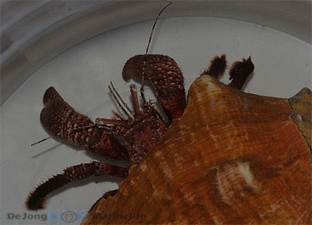 Petrochirus diogenes - Giant hermit crab