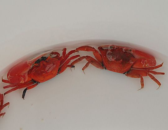 Uca crassipes - Red fiddler crab