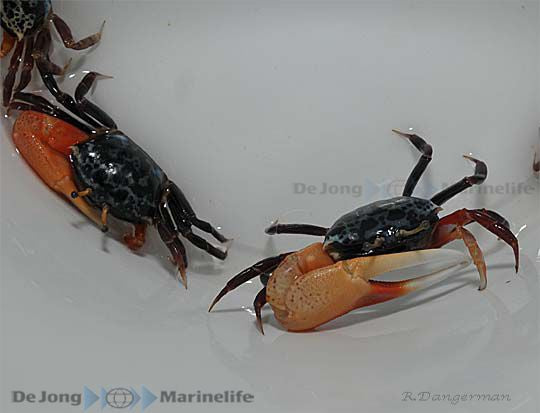Uca tetragonon - Blue fiddler crab (PH)