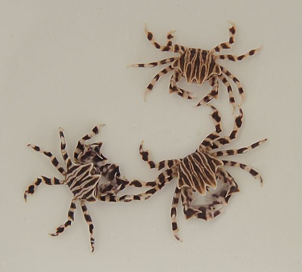 Zebrida adamsii - Zebra Crab