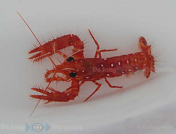 Enoplometopus occidentalis - Red reef lobster