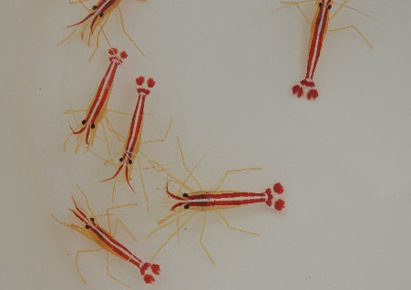 Lysmata amboinensis - Cleaner shrimp