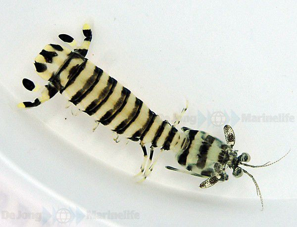 Lysiosquillina maculata - Zebra mantis shrimp