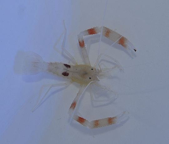 Stenopus devaneyi - Devaneyi's boxer shrimp