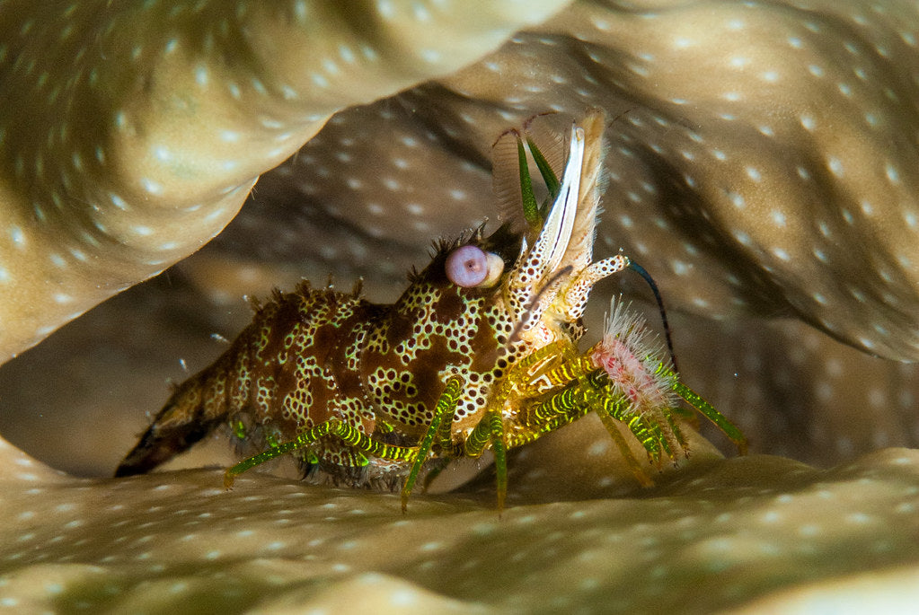 Saron neglectus - Eye spot shrimp
