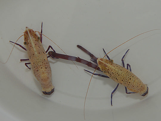 Saron rectirostris - Purple legs marble shrimp