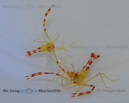 Stenopus scutellatus - Golden coral shrimp