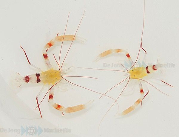 Stenopus zanzibaricus - Gold coral banded shrimp