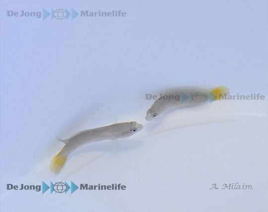 Pseudochromis cyanotaenia - Surge Dottyback
