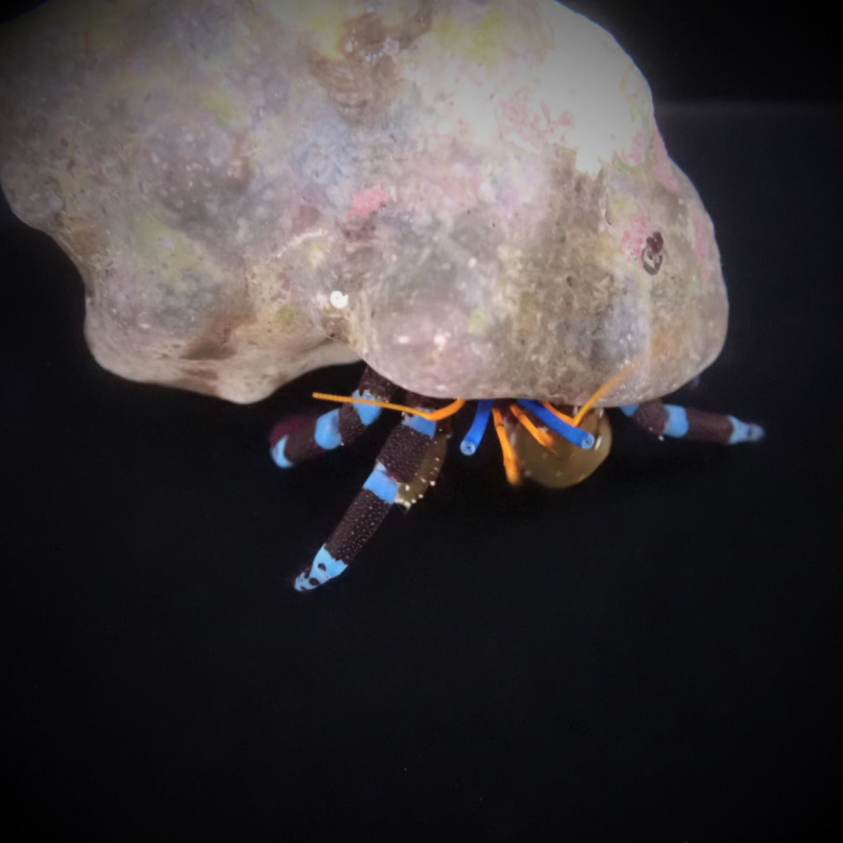 Calcinus elegans - Electric blue hermit crab