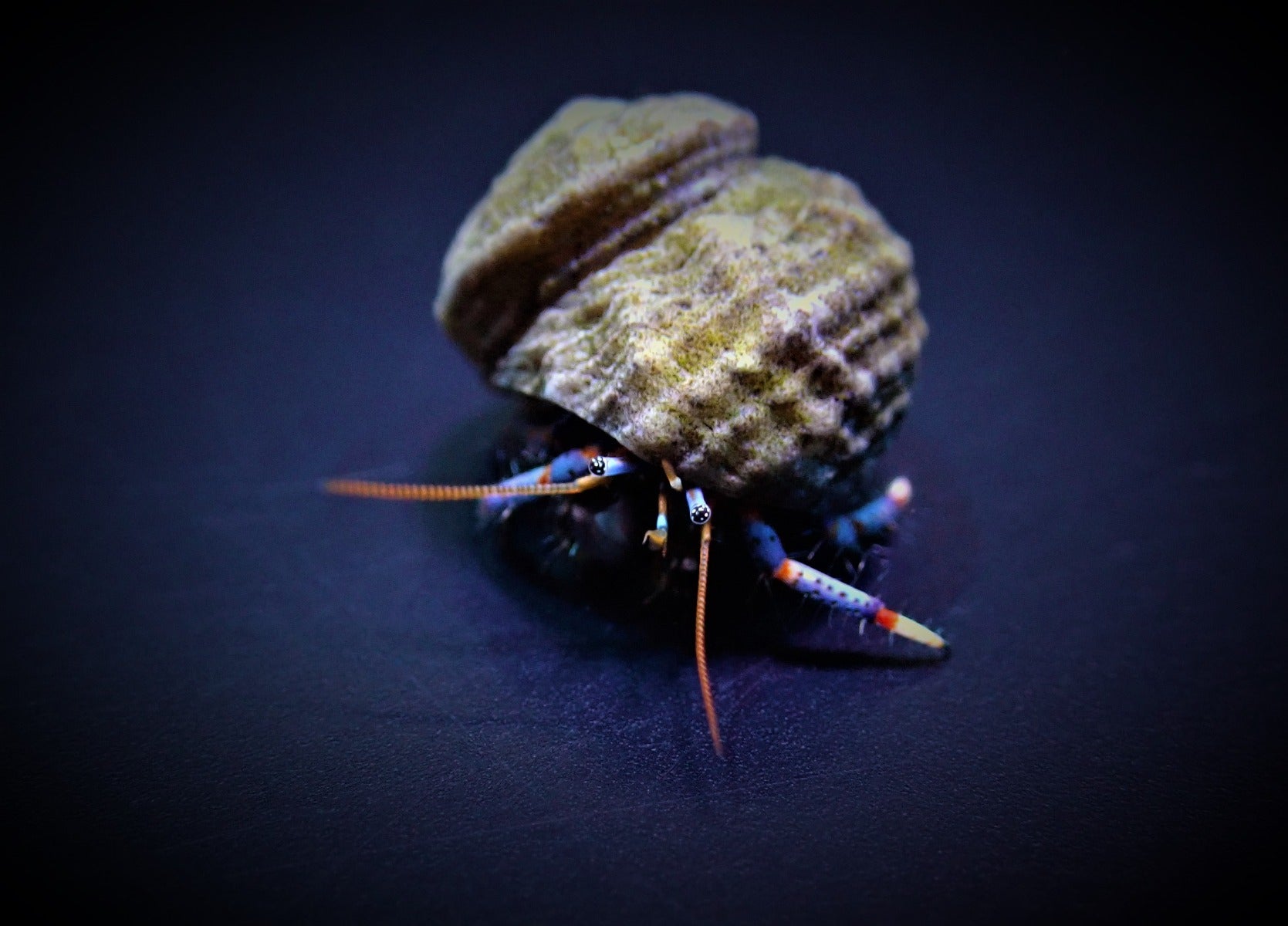 Clibanarius tricolor - Blue-legged hermit crab