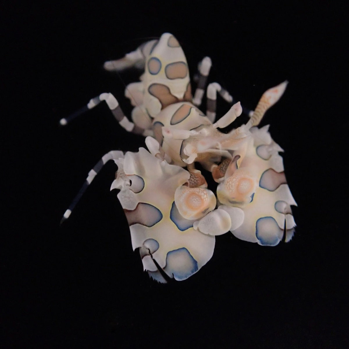 Hymenocera picta - Harlequin shrimp