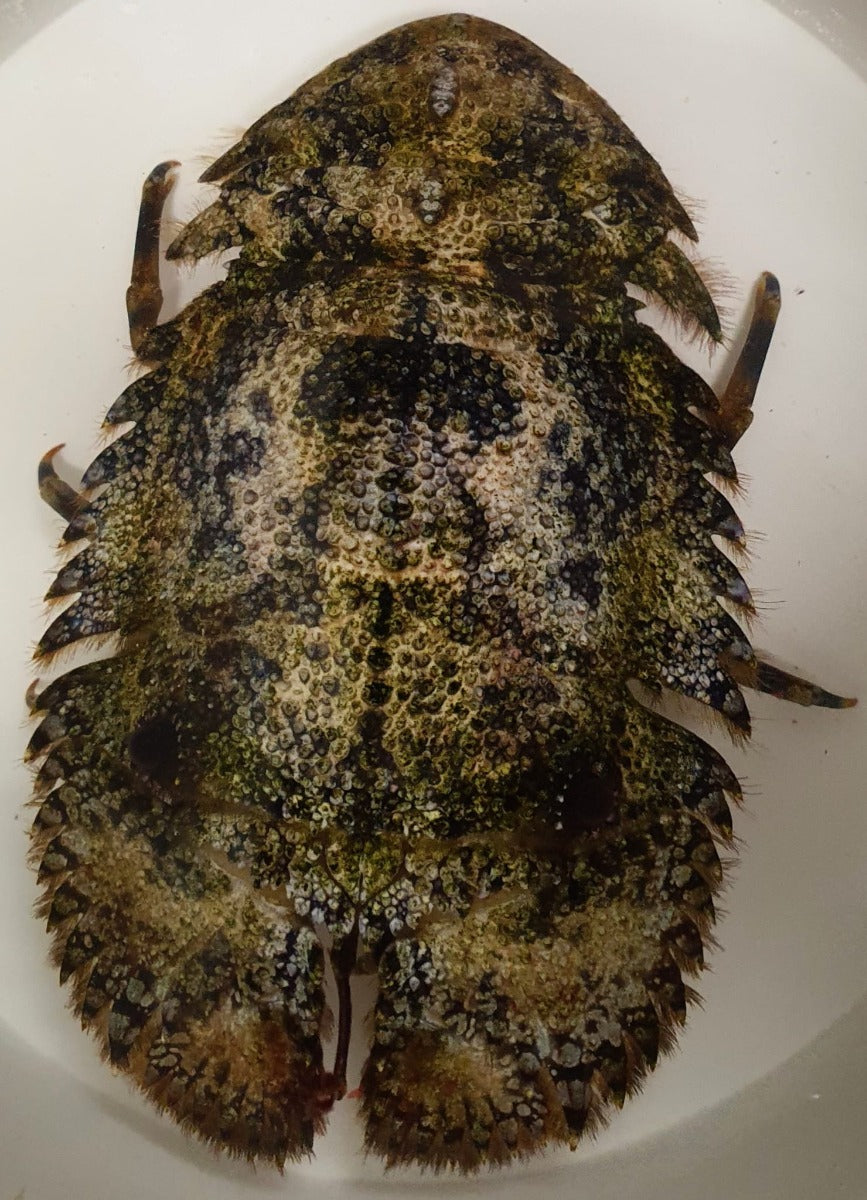 Scyllarides spp. - Assorted slipper lobster