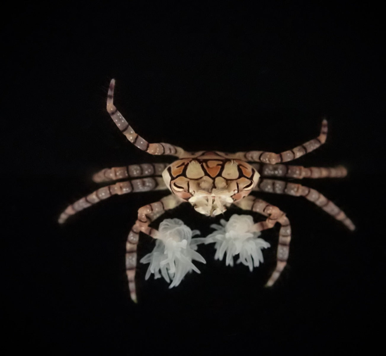 Lybia tesselata - Pompon crab