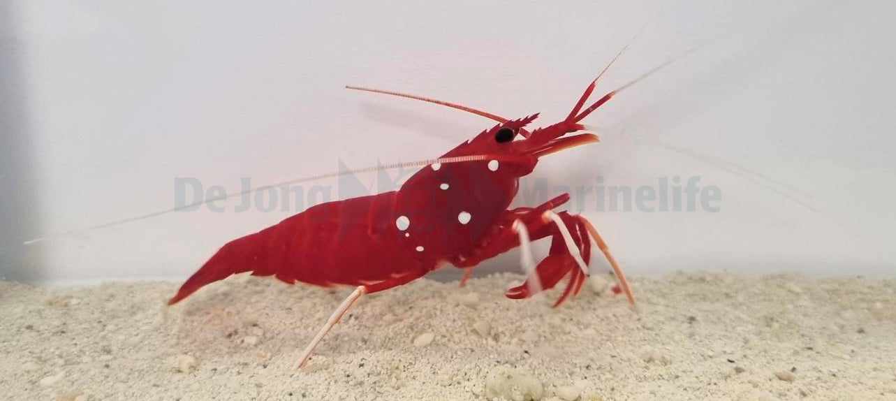 Lysmata debelius - Fire shrimp