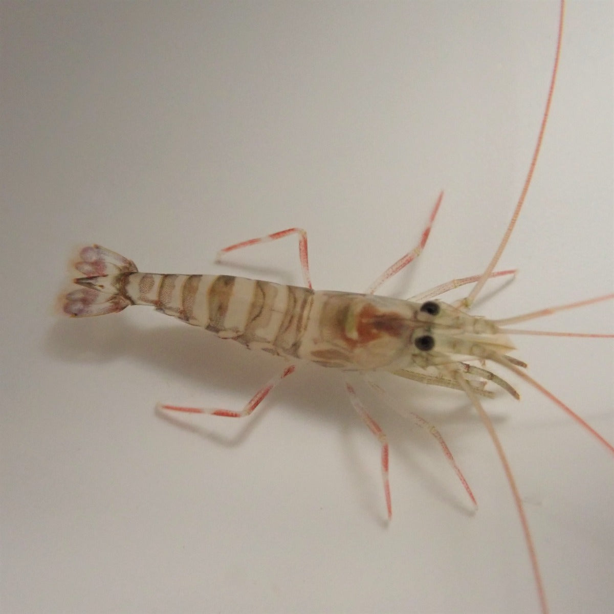 Lysmata kuekenthali - Kuekenthali's cleaner shrimp