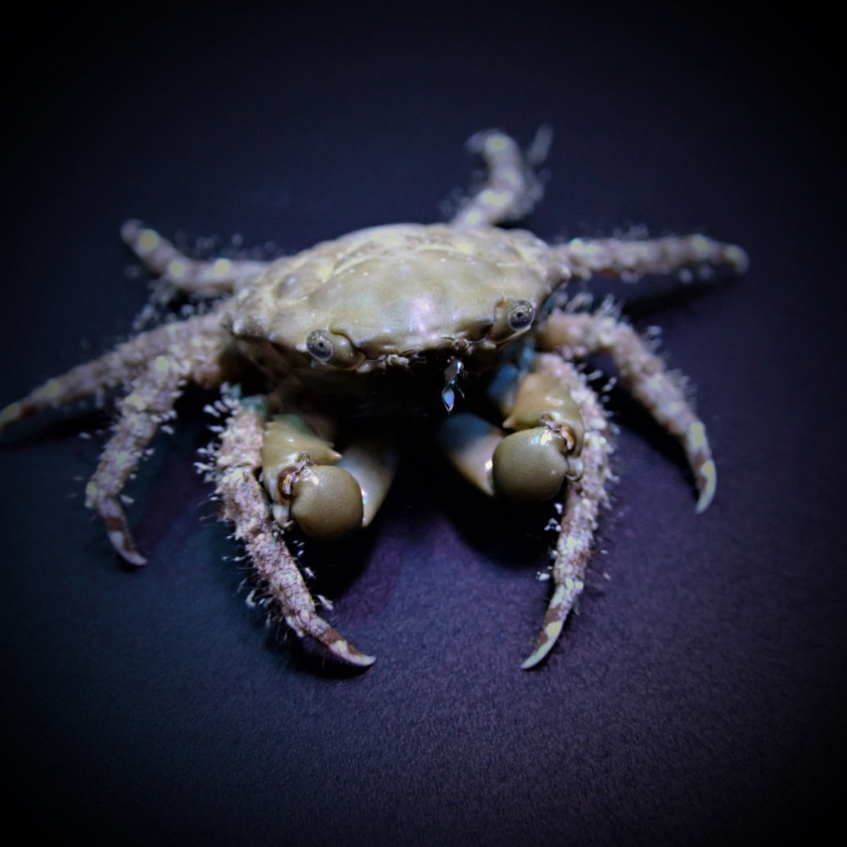Mithrax sculptus - Emerald crab