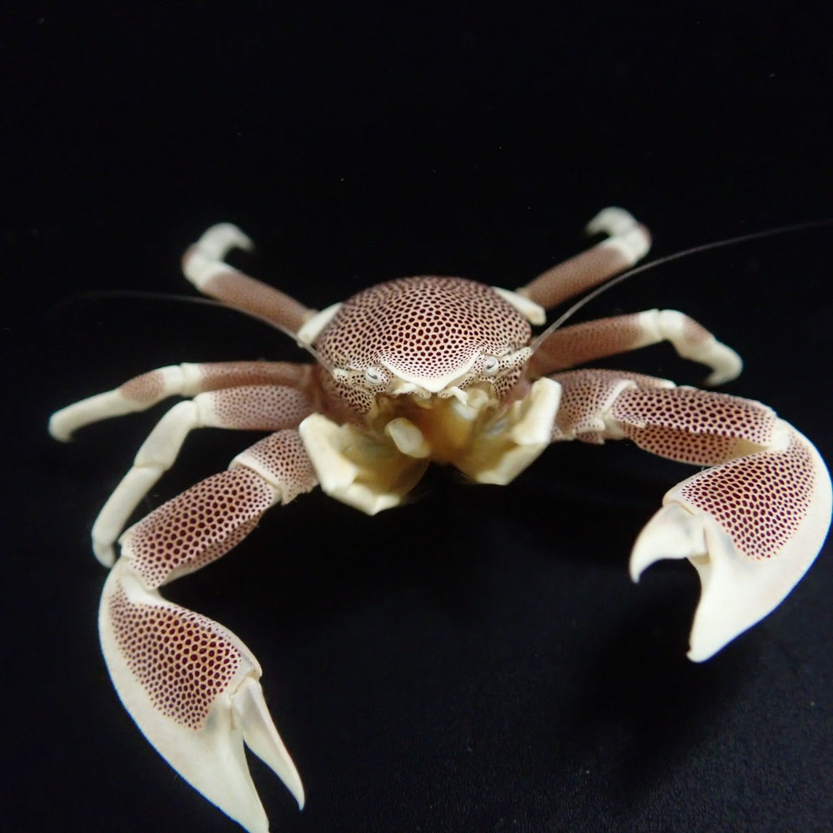 Neopetrolisthes maculatus - Porcelain anemone crab