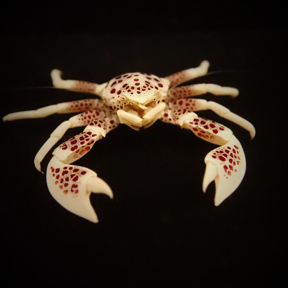 Neopetrolisthes ohshimai - Porcelain anemone crab