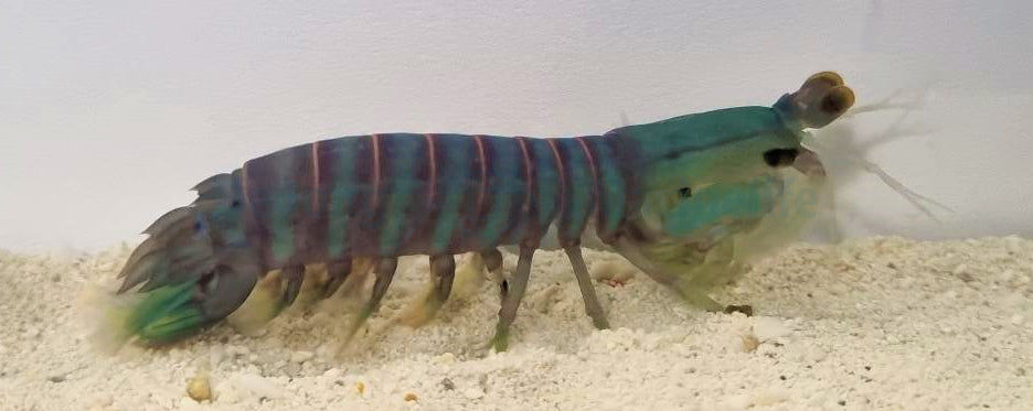 Odontodactylus sp. - Assorted mantis shrimp