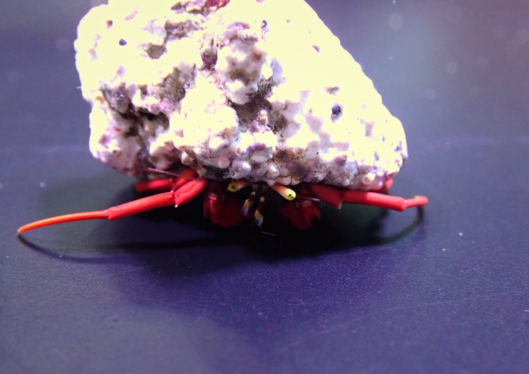 Paguristes cadenati (Caribbean) - Red reef hermit crab