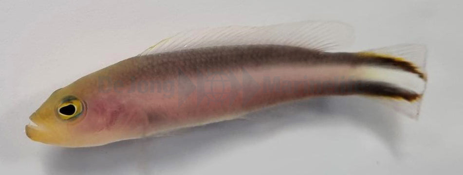 Pseudochromis bitaeniatus - Dubbel Gestreepte Dottyback