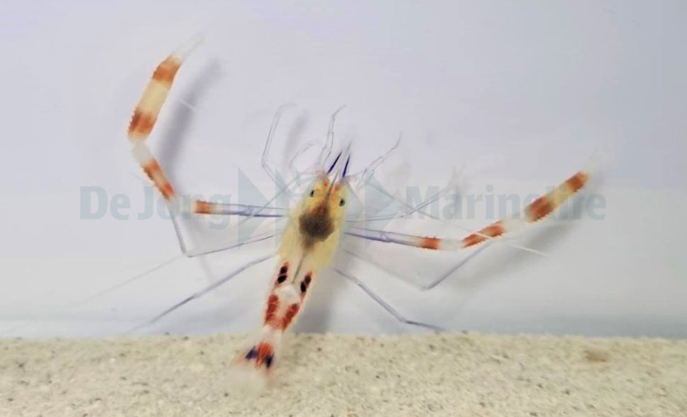 Stenopus cyanoscelis - Blue-legged boxer shrimp