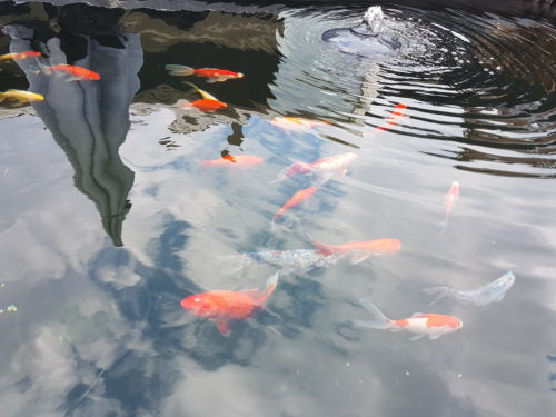 Ontdek ons uitgebreide assortiment vijverbenodigdheden en expertise