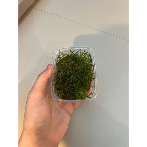 Weihnachtsmoos 200 CC Tasse