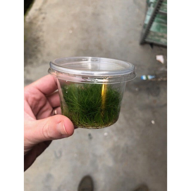 Eleocharis minima (cup 100cc)