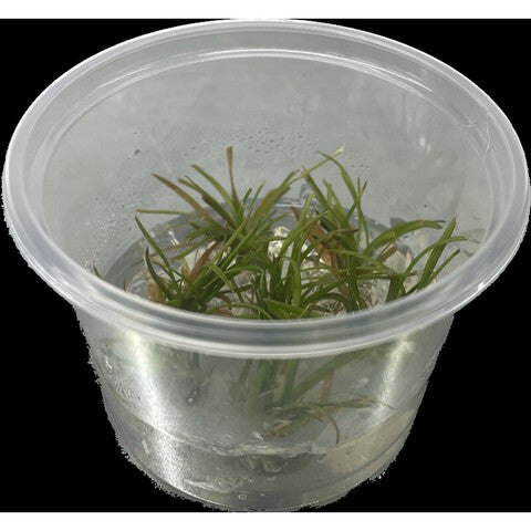 Eriocaulon Vietnam (Tasse 100cc)