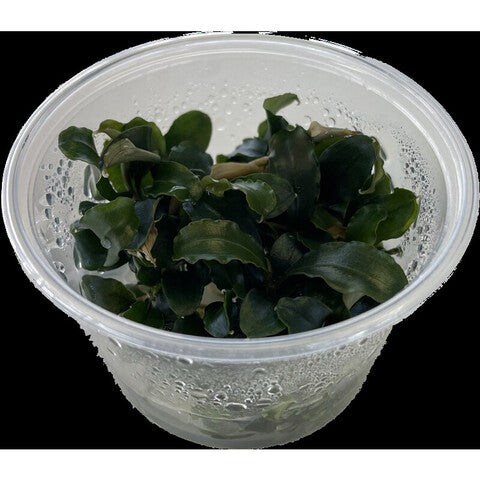 Bucephelandra red (cup 100cc)