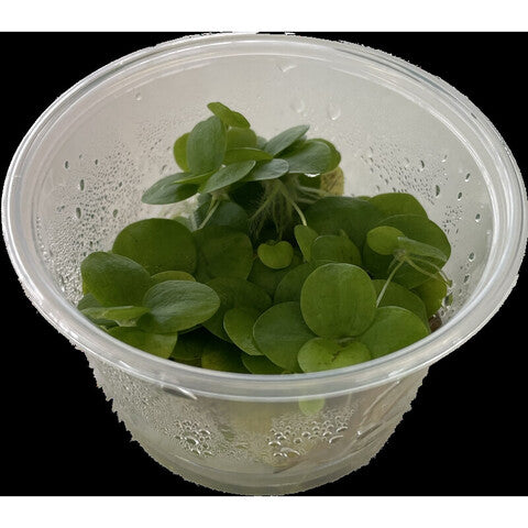 Limnobium lavaegatum (Becher 100cc)