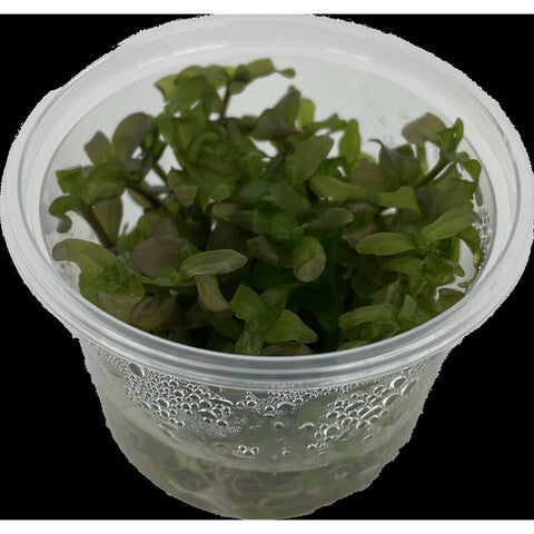 Bacopa caroliniana (Tasse 100cc)