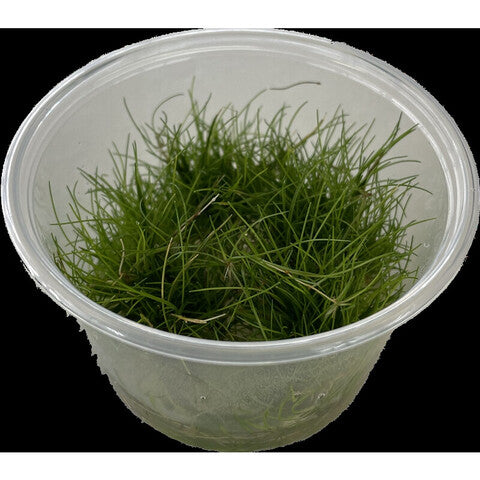 Eleocharis parvula (Becher 100 ml)