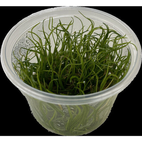 Lilaeopsis brasiliensis (cup 100cc)