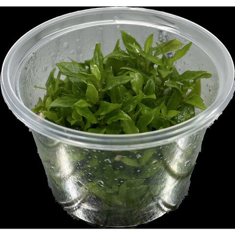 Staurogyne repens (cup 100cc)