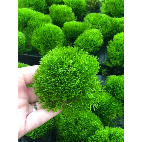 Riccia-Flöte (Tasse 100cc)