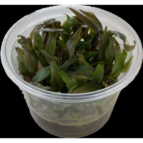 Cryptocoryne undulatus (Becher 100cc)