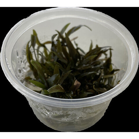 Cryptocoryne wendti bruin (cup 100c