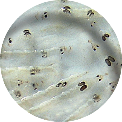 LEVENDE WITTE MUGGELARVEN 90 ML