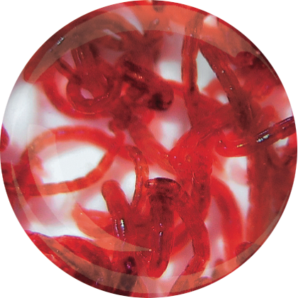 LEVENDE RODE MUGGELARVEN 90 ML