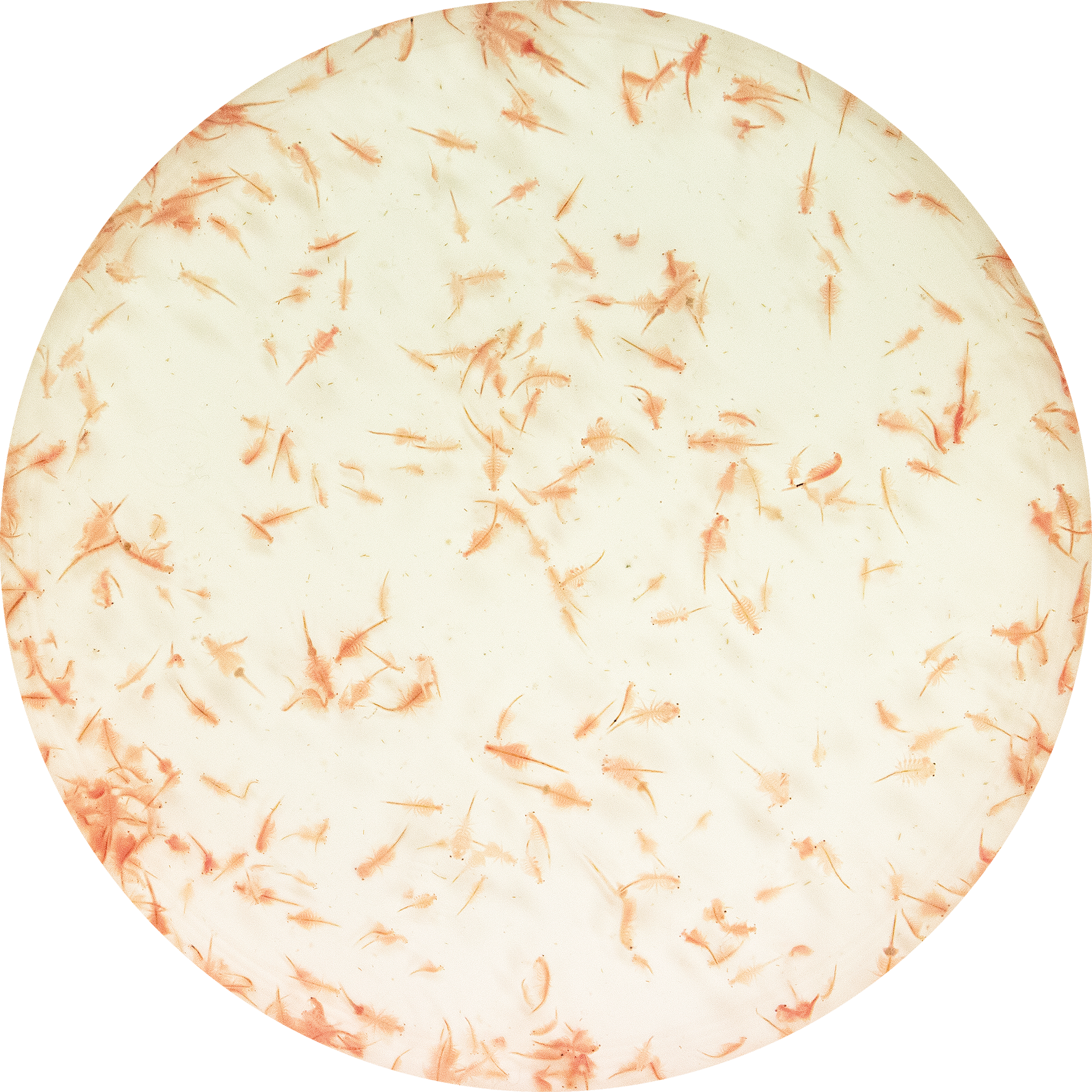 LEVENDE ARTEMIA 90 ML